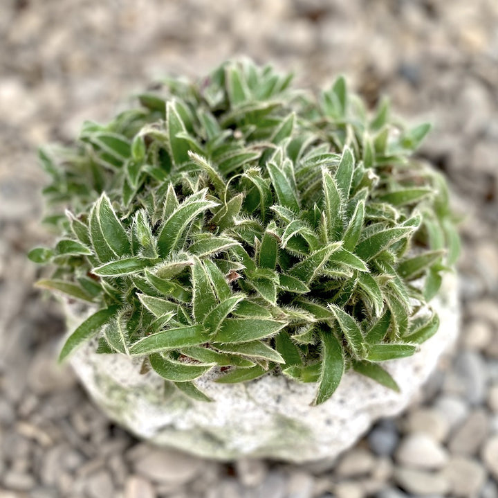 Cyanotis somaliensis (Tradescantia somaliensis)