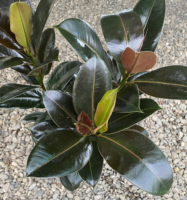 Ficus elastica 'Melany'