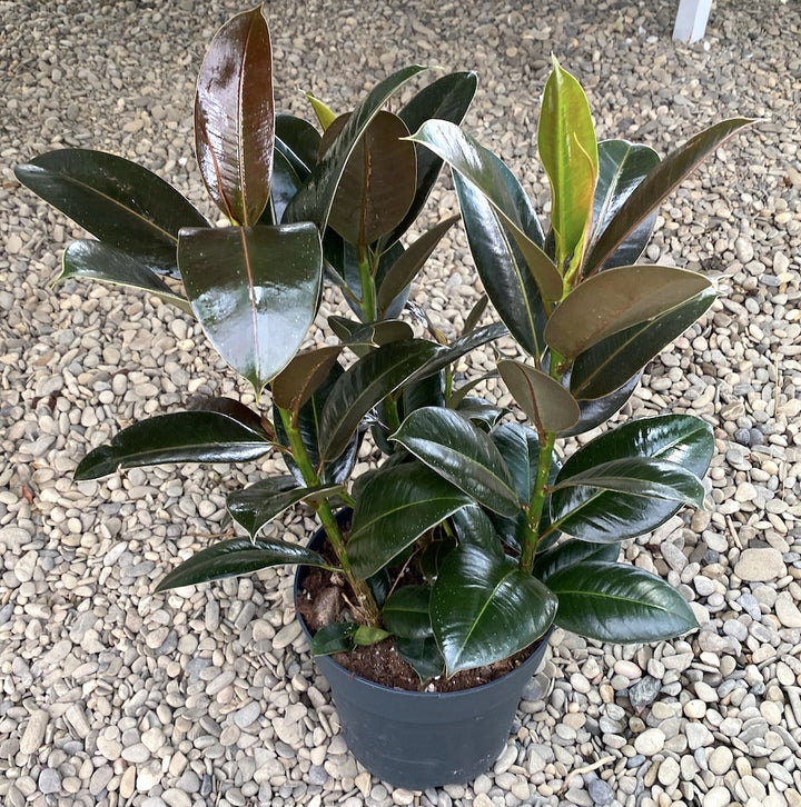 Ficus elastica 'Melany'