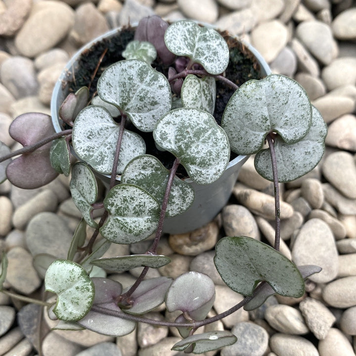 Ceropegia woodii mini mix