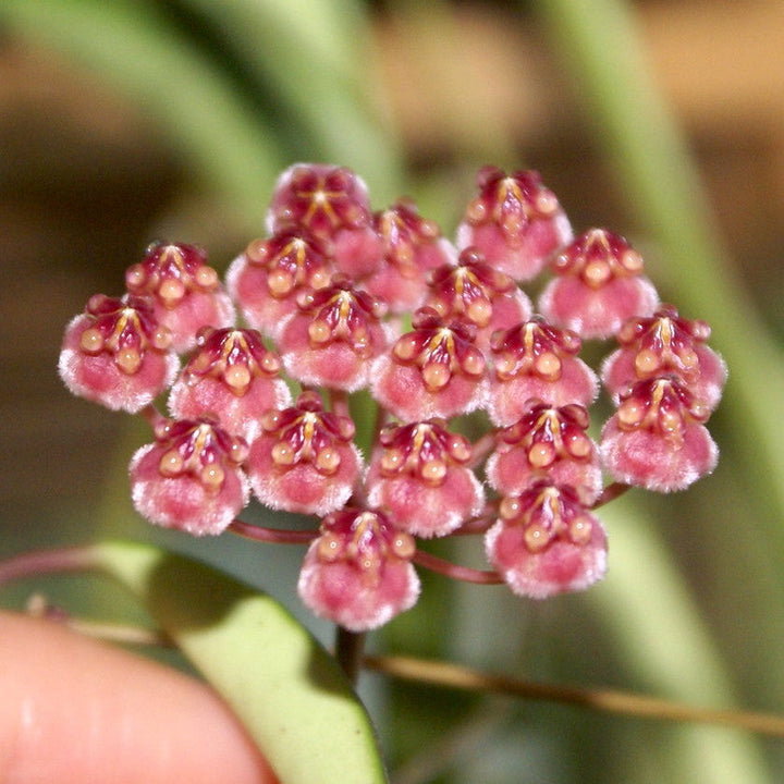 Hoya wayetii 'Variegata'