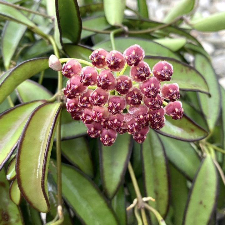 Hoya wayetii