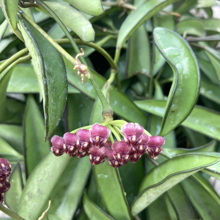 Hoya wayetii