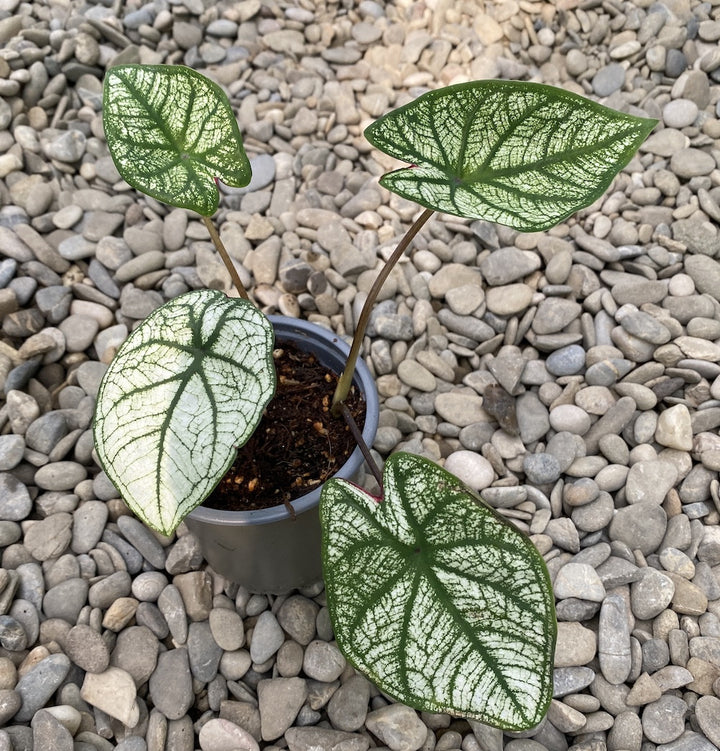 Caladium Dream