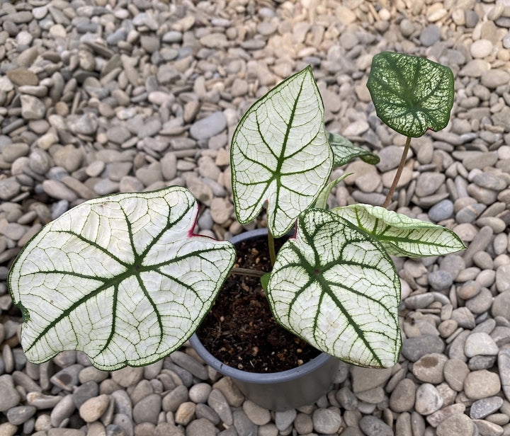 Caladium Dream