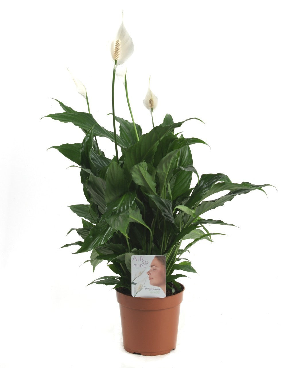 Copilul Pacii Scriptum Crinul pacii - Spathiphyllum D17