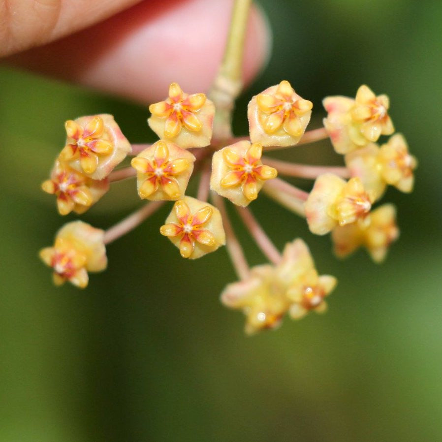 Hoya myrmecopa 'Yellow'