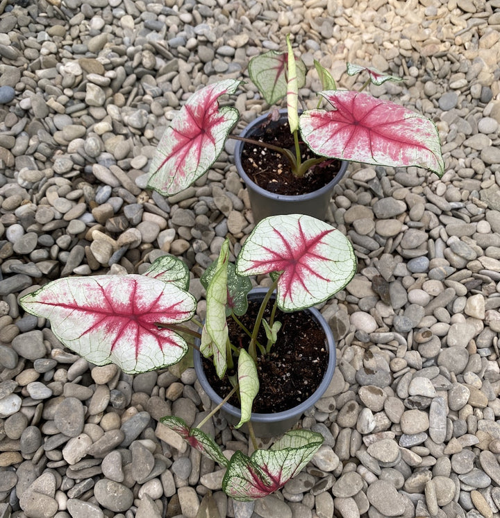 Caladium White Queen