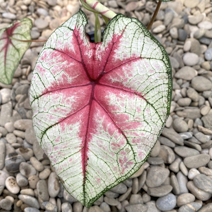 Caladium White Queen