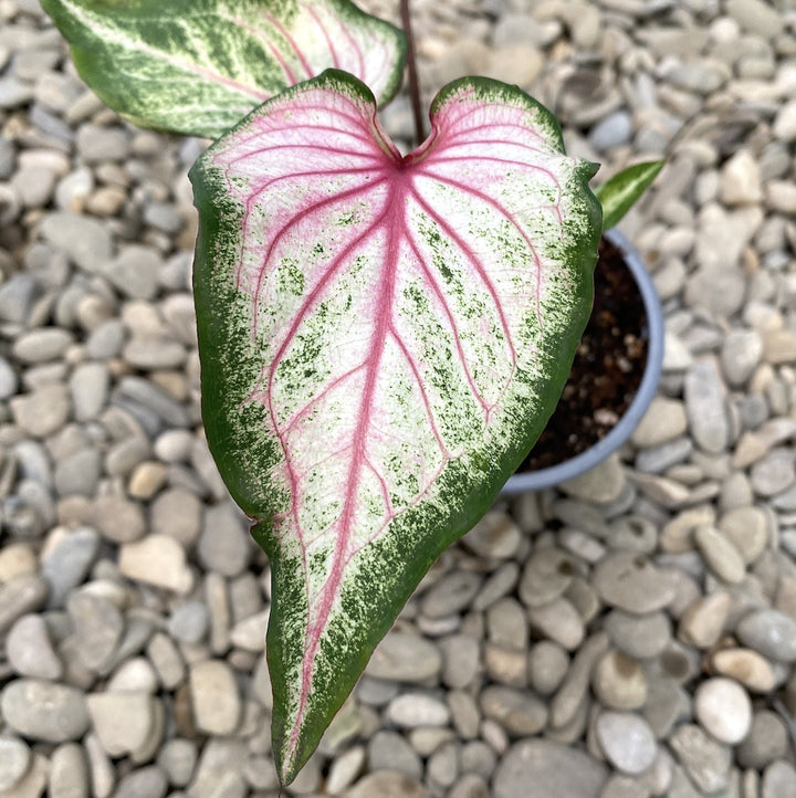 Caladium Pearl Blush