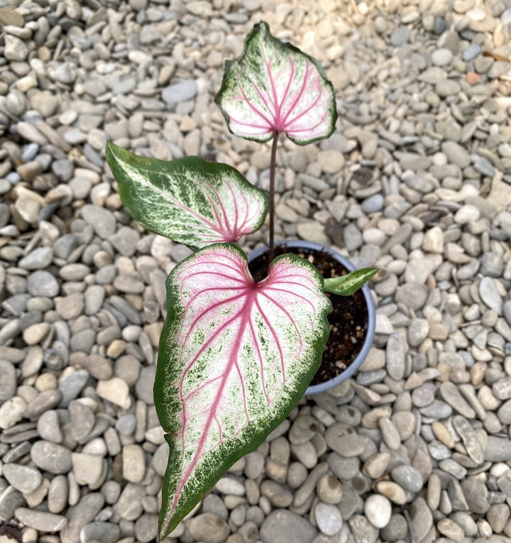 Caladium Pearl Blush