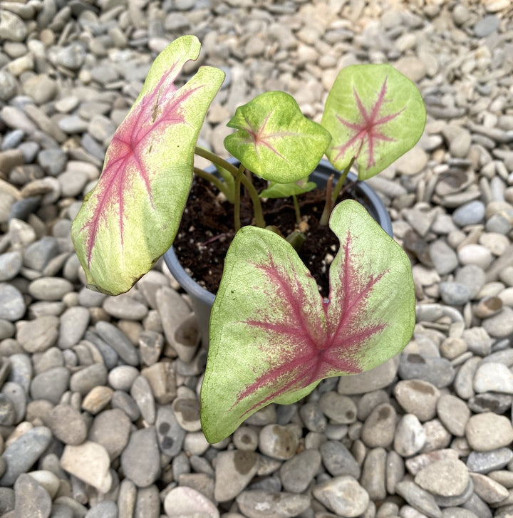 Caladium Autumn Beauty