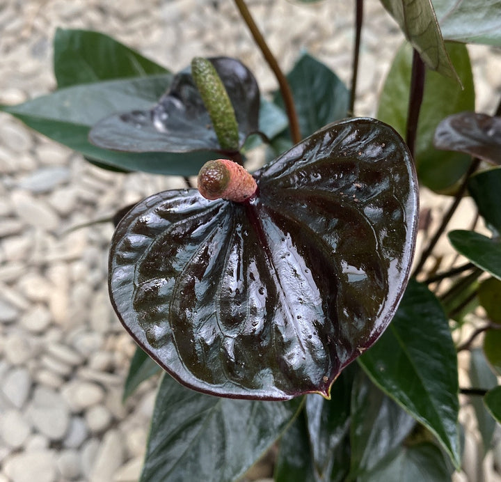 Anthurium Black Love, flori mari grena,  Floarea Flamingo, pret atractiv