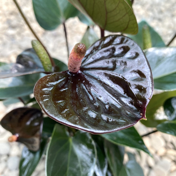 Anthurium Black Love, flori mari grena,  Floarea Flamingo, pret atractiv