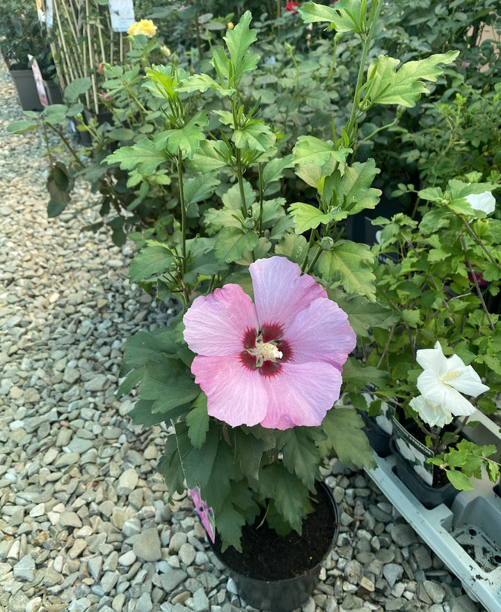 Hibiscus Syriacus 'Woodbridge'