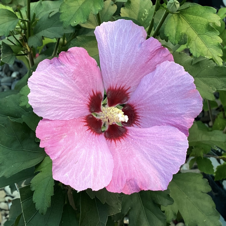 Hibiscus Syriacus 'Woodbridge'