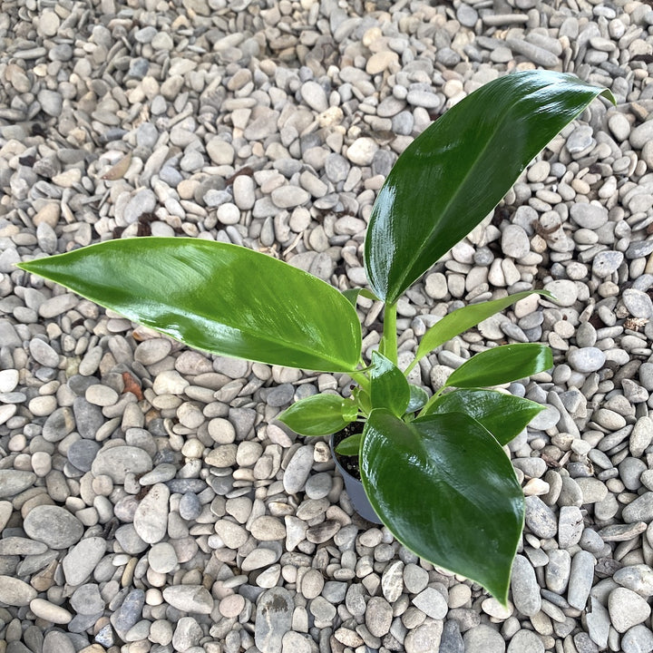 Philodendron 'Golden Princess'