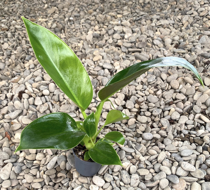 Philodendron 'Golden Princess'