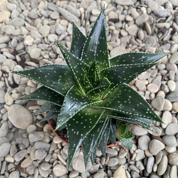 Haworthia bushman