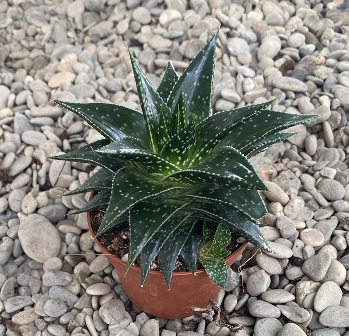 Haworthia bushman