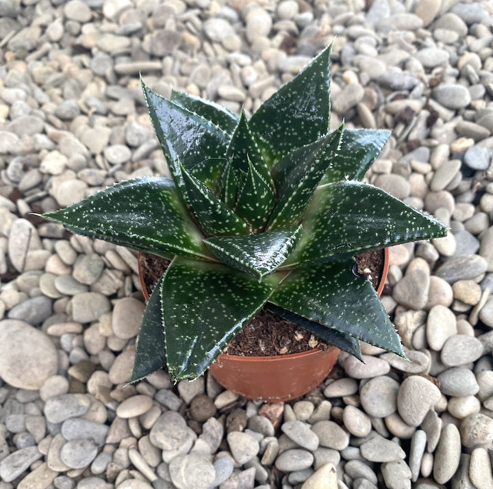 Gasteria Hippo