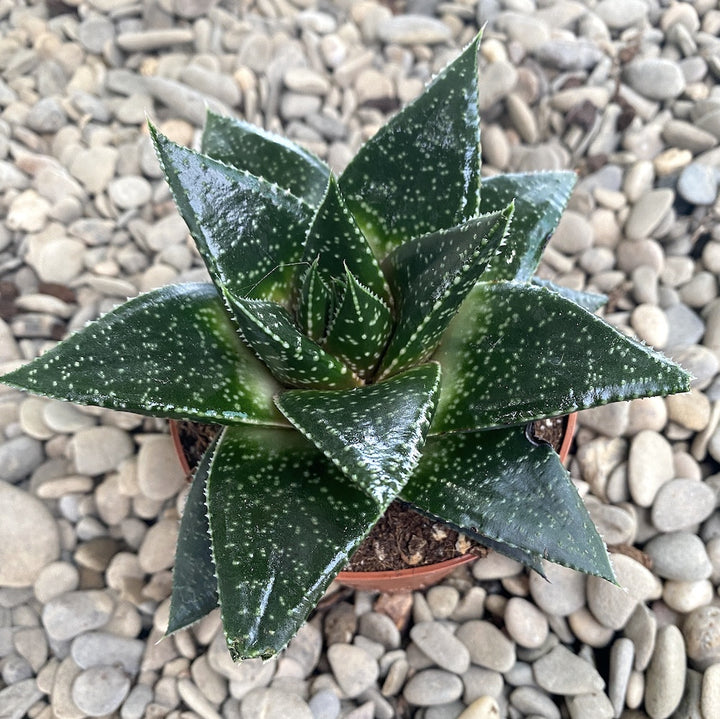 Gasteria Hippo