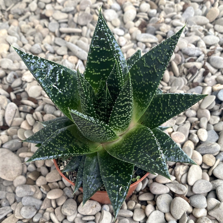 Haworthia rafiki