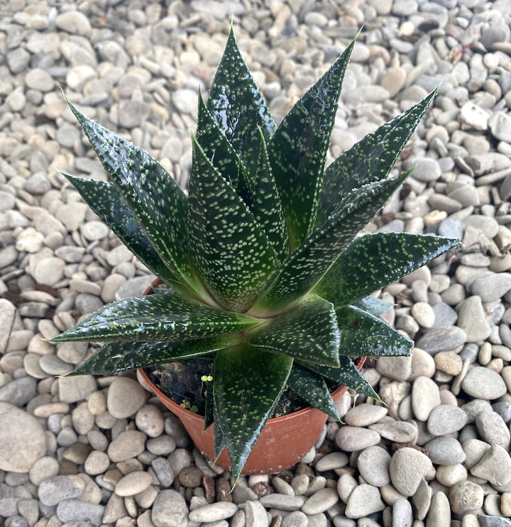 Haworthia rafiki