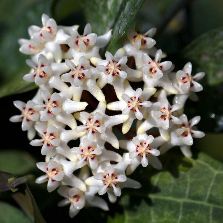 Hoya elliptica (turtle shell hoya)