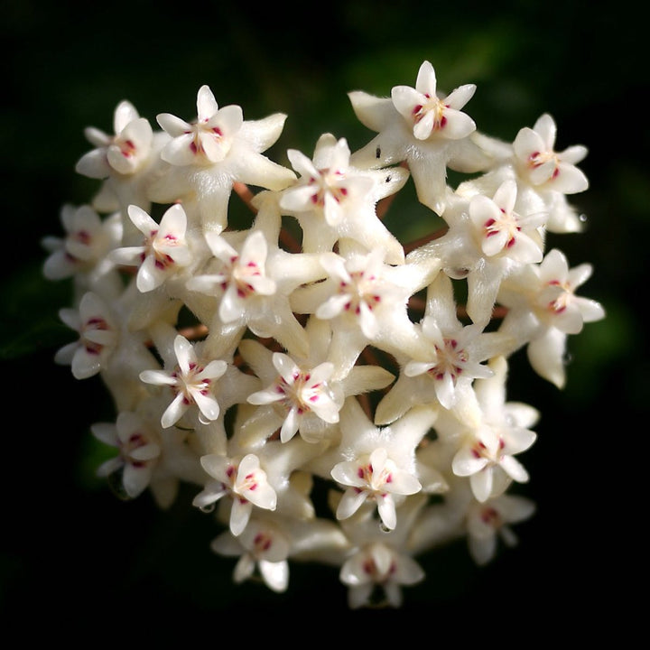 Hoya elliptica (turtle shell hoya)