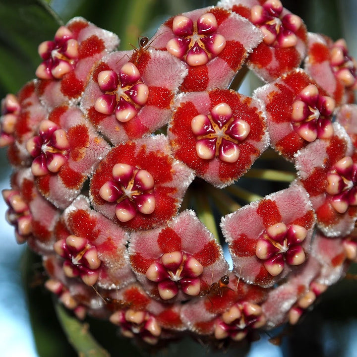 Hoya Meliflua - parfum de ciocolata