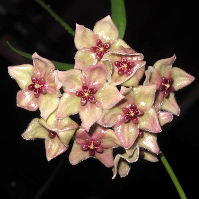 Hoya filiformis
