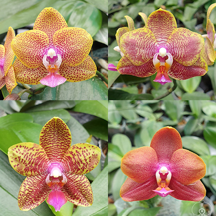 Phalaenopsis Sogo Relex '1661' × Sogo Lawrence