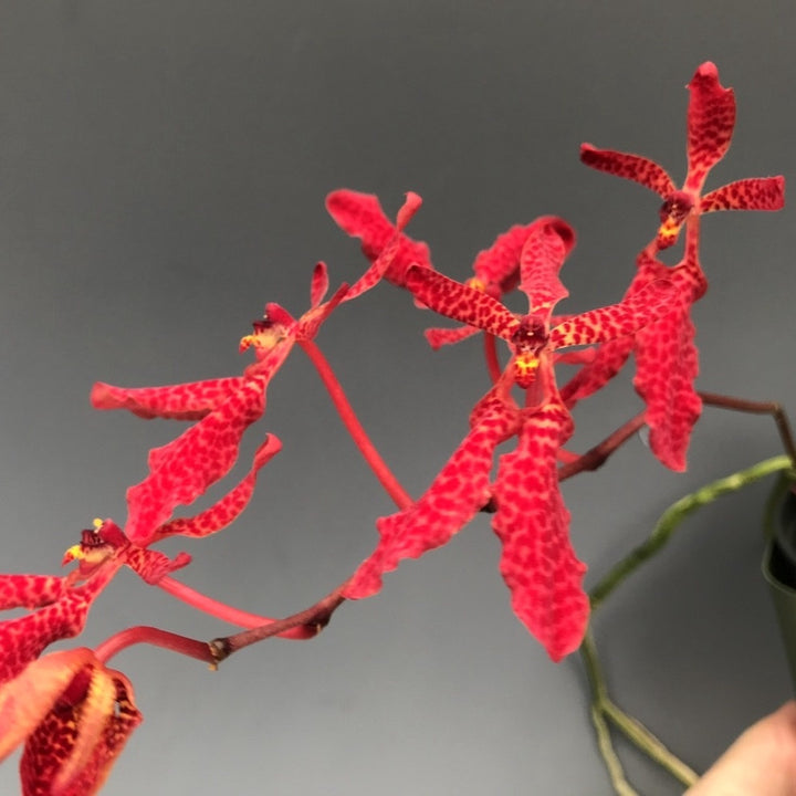 Renanthera Memoria Robin Musolino (imschootiana × bella)