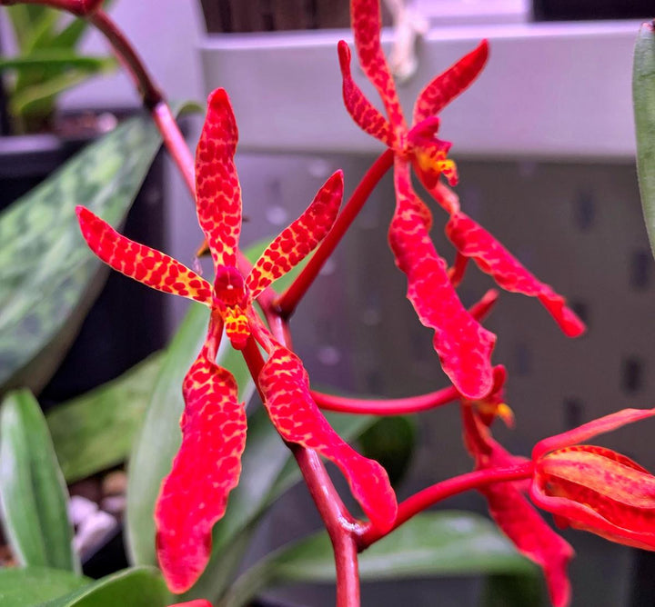 Renanthera Memoria Robin Musolino (imschootiana × bella)