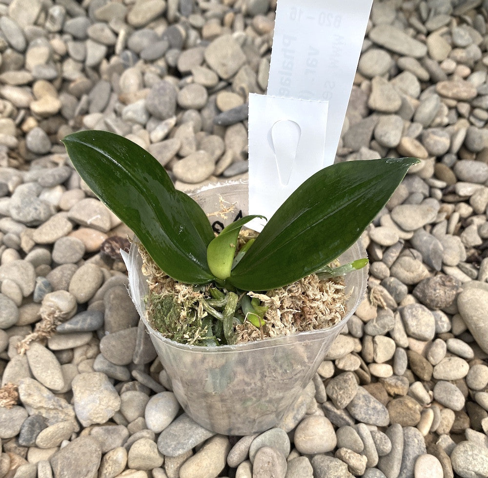 Phalaenopsis lobbii var. (flava × pink)