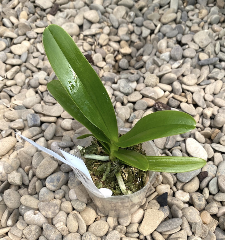 Rhnps. Dragon Charmy (Sedirea japonica × Rhy. gigantea)