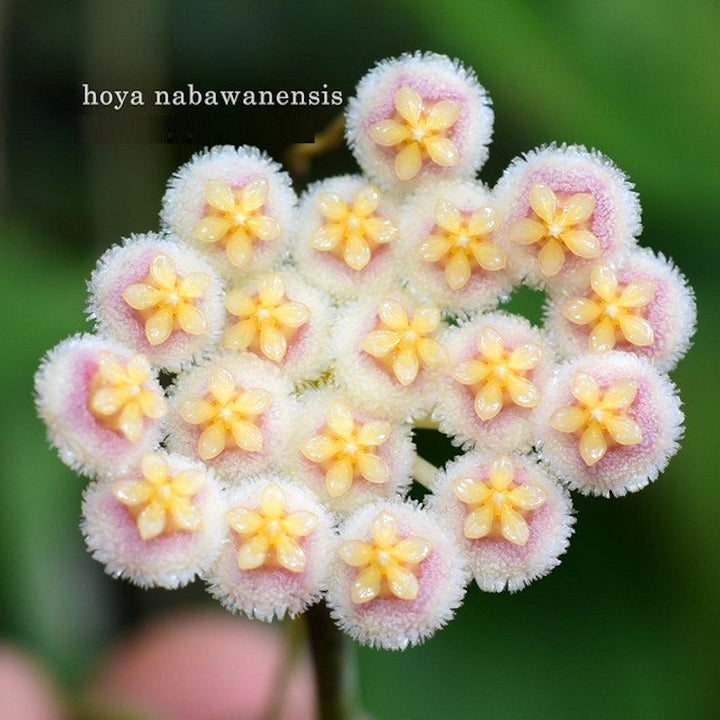 Hoya nabawanensis (splash)