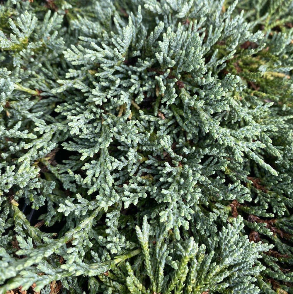 Juniperus horizontalis 'Monber' (Icee Blue) - ienupar tarator