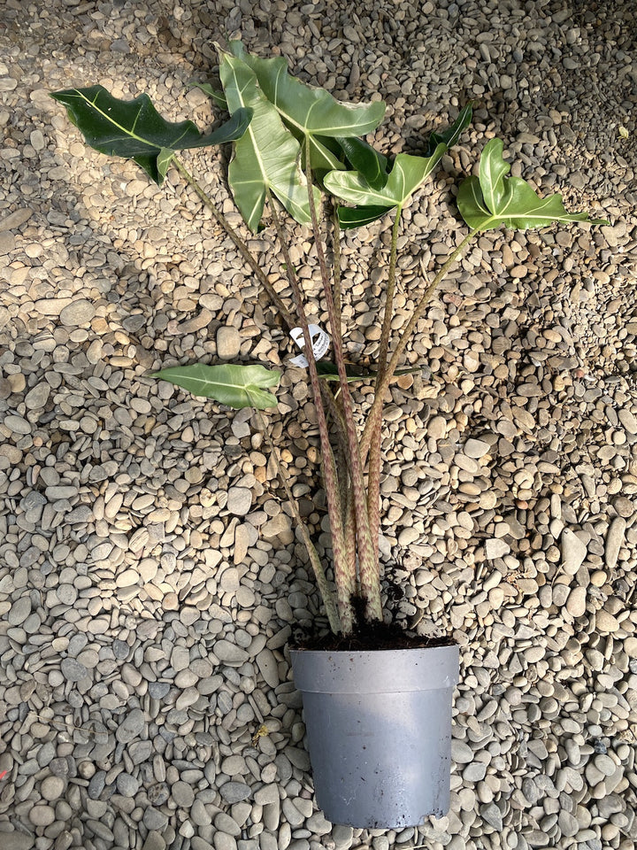 Alocasia 'Sarian' (A. zebrina x A. micholitziana)