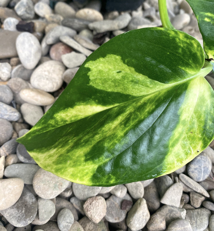 Epipremnum aureum 'Golden'