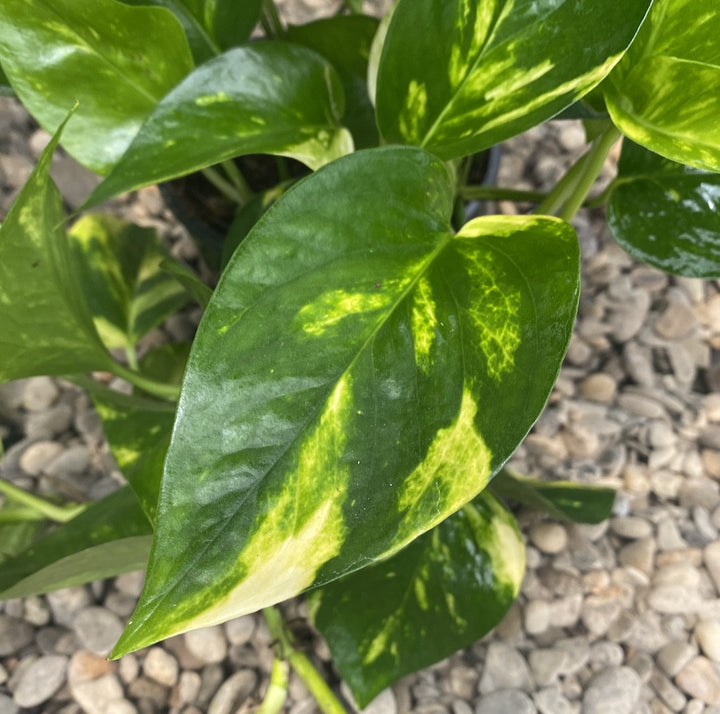 Epipremnum aureum 'Golden'