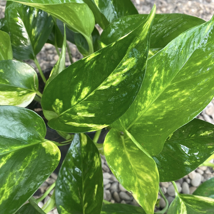 Epipremnum aureum 'Golden'