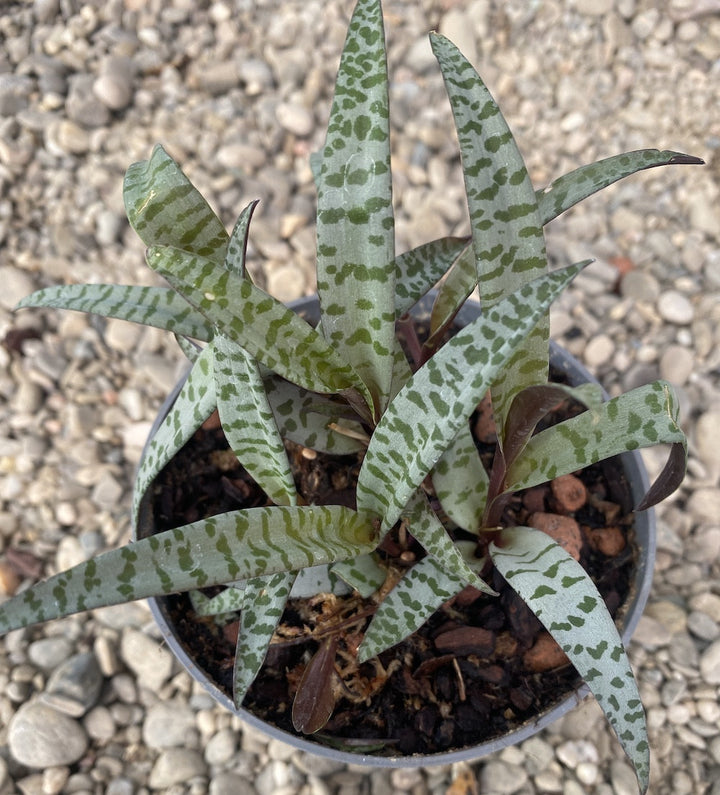 Orhidee Ledebouria socialis (silver squill)