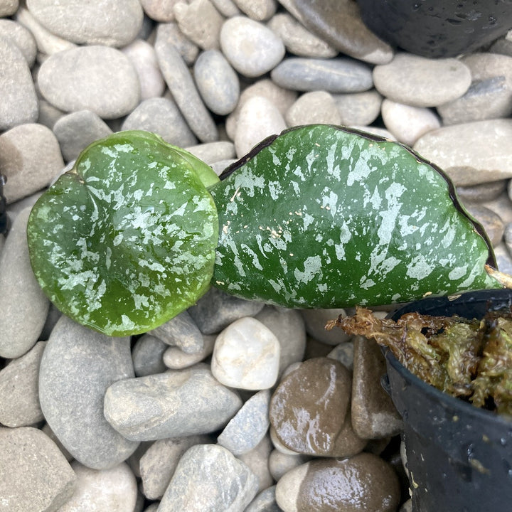 Hoya imbricata - parfum dulce