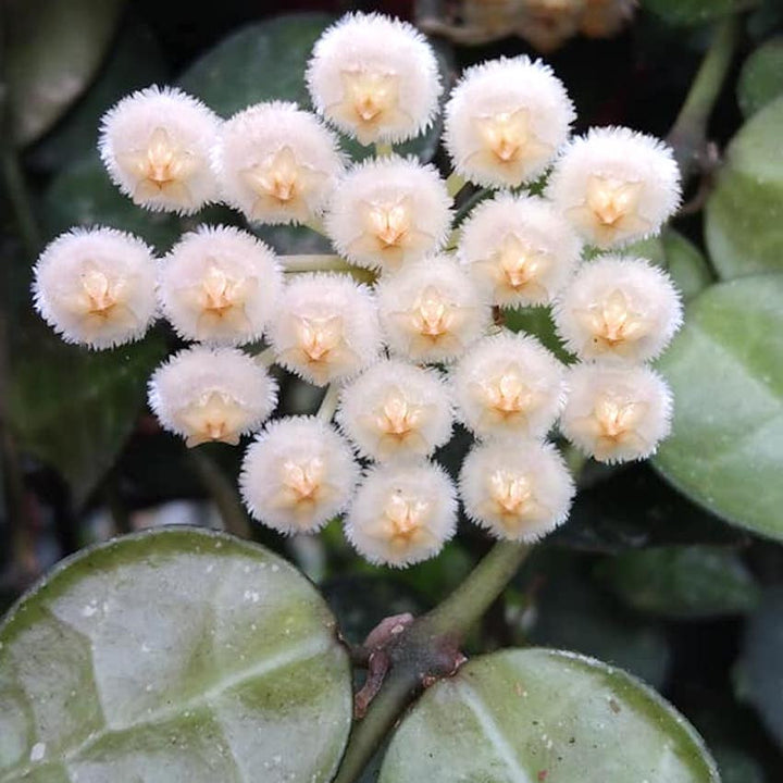 Hoya krohniana 'Eskimo'