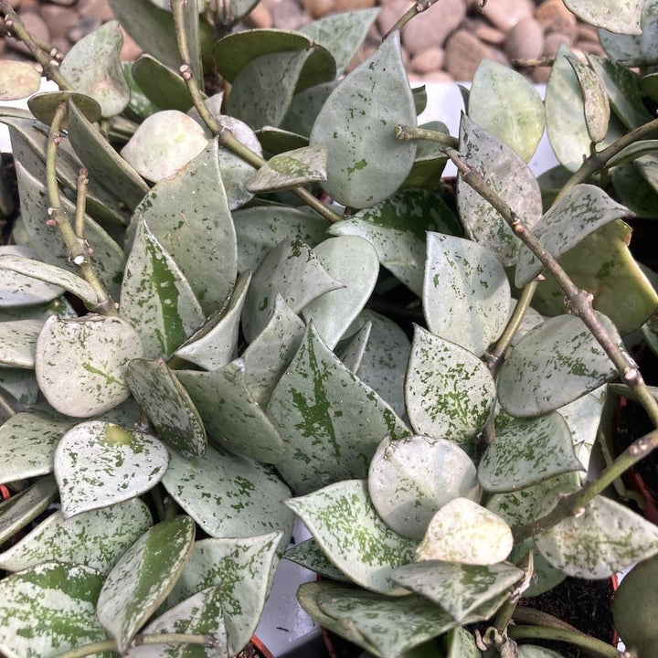 Hoya krohniana 'Eskimo'