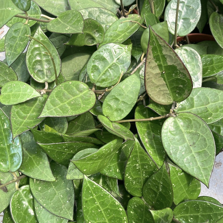 Hoya parasitica 'Pink' - flori parfumate