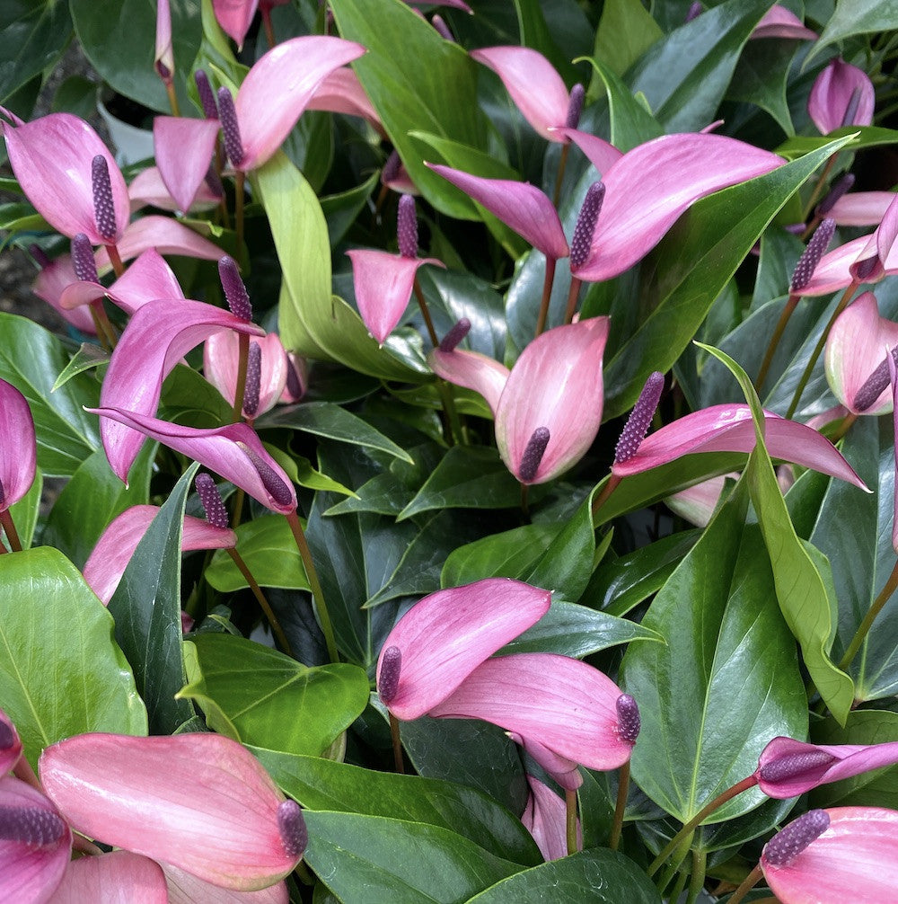 anthurium zizou pink Anthurium Zizou