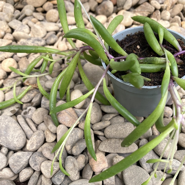 Senecio herreianus 'Purple Flush'